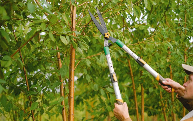 Tree trimming in Henagar, AL